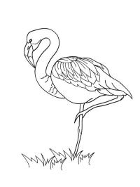 Flamingo på græsset
