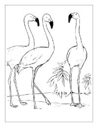 3 Flamingoer