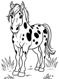 Appaloosa hest