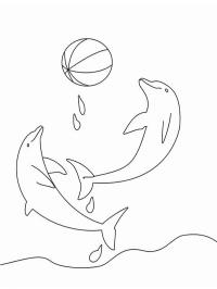 Delfiner leger med en bold