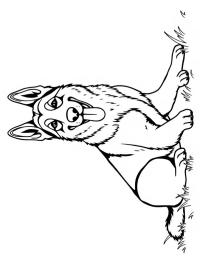 Schæferhund