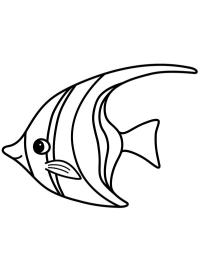 Engelfisk