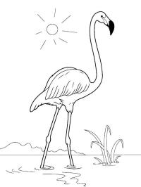 Flamingo i vandet