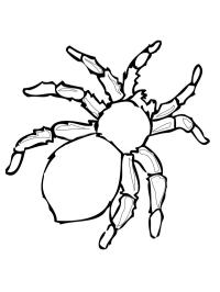Farlig edderkop
