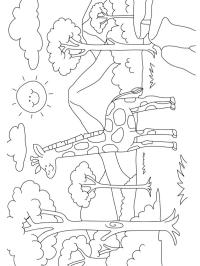 Giraf i naturen
