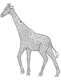 Giraf for voksne
