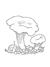 Kantarel (Cantharellus cibarius)