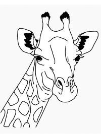 Girafhovede