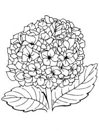Lilla blomst