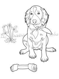 Nuttet hund