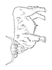 Skotsk Højlandskvæg