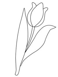 Tulipanblomst