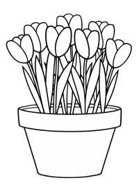 Tulipaner i blomsterkrukke