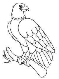 Falk p&aring; en gren