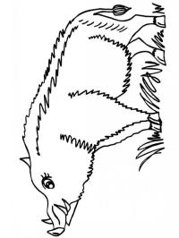 Vildsvin