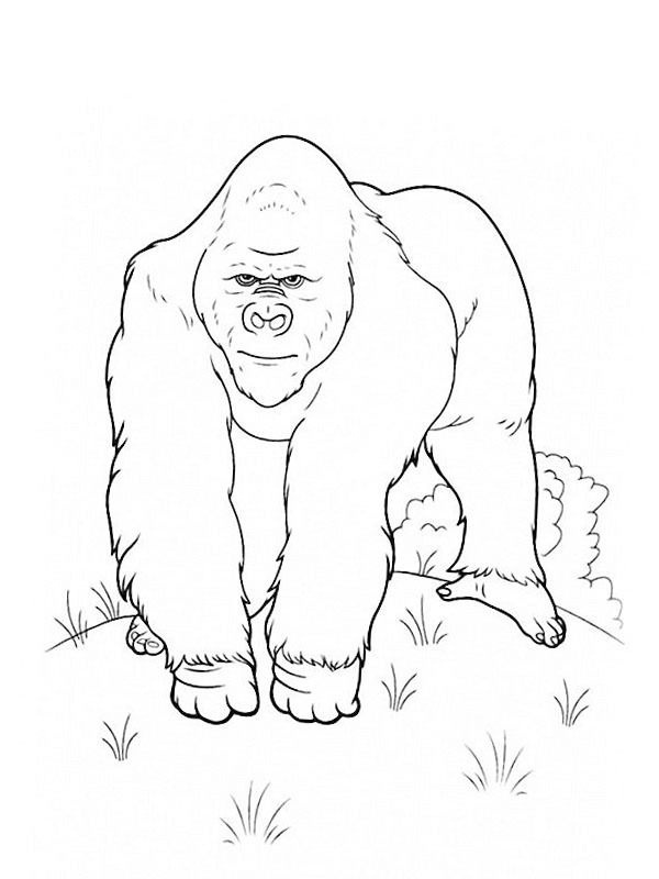 Gorilla Tegninger Gorilla Tegninger