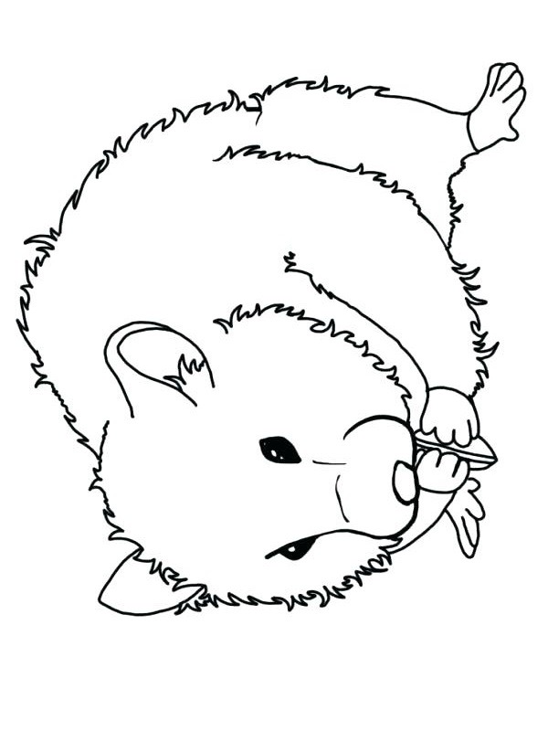 Hamster Tegninger Hamster Tegninger