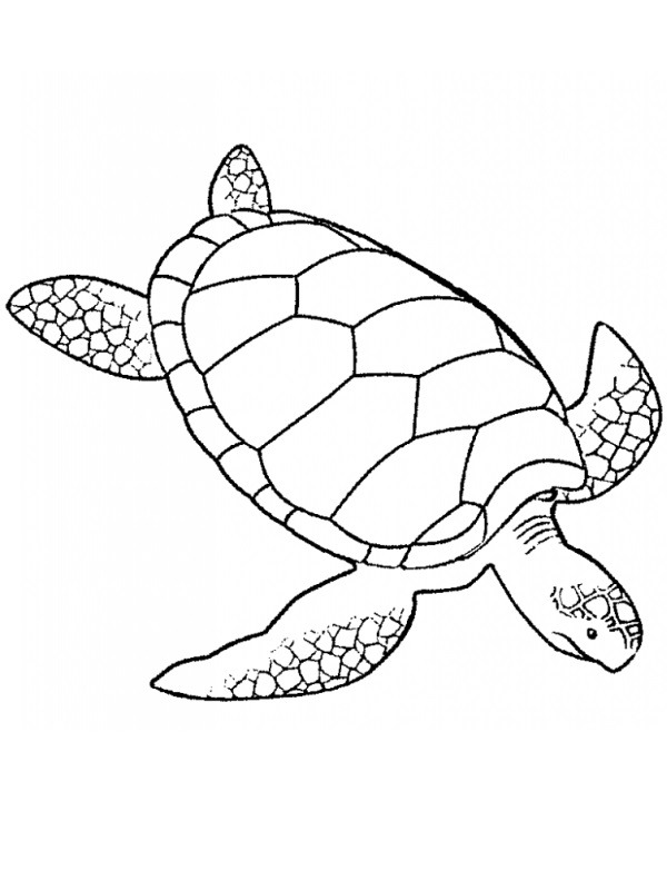 Havskildpadde Tegninger Havskildpadde Tegninger