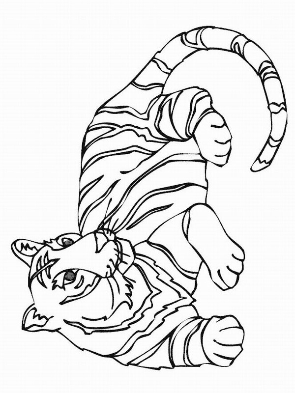 Tiger Malebogsside