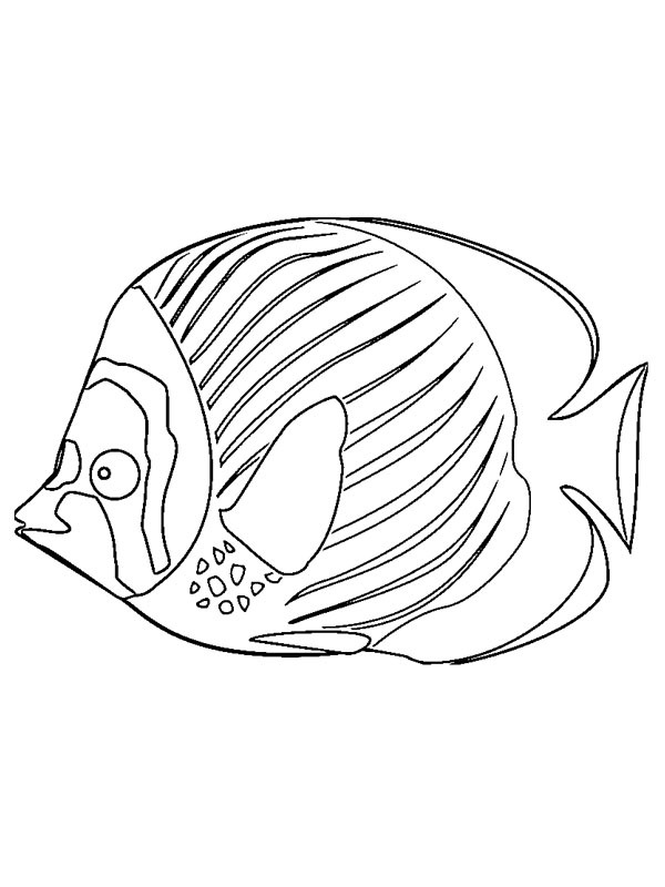 Fisk Tegninger