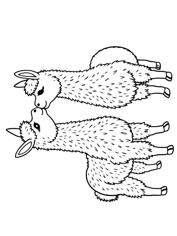To alpakaer kysser Tegninger To alpakaer kysser Tegninger