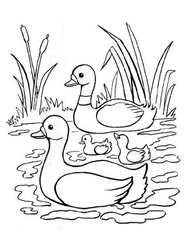 2 svaner Tegninger 2 svaner Tegninger