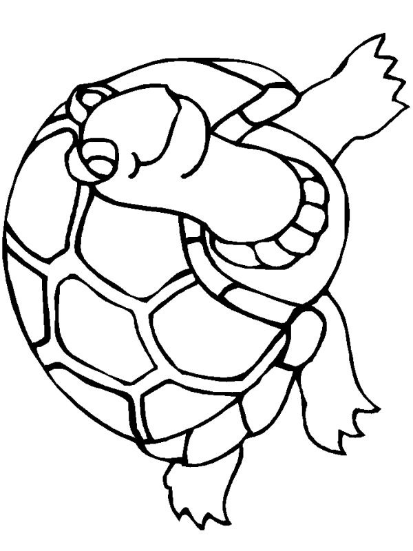 Skildpadde Tegninger