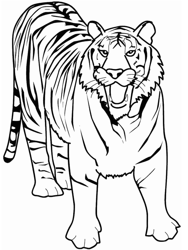Tiger Tegninger Tiger Tegninger