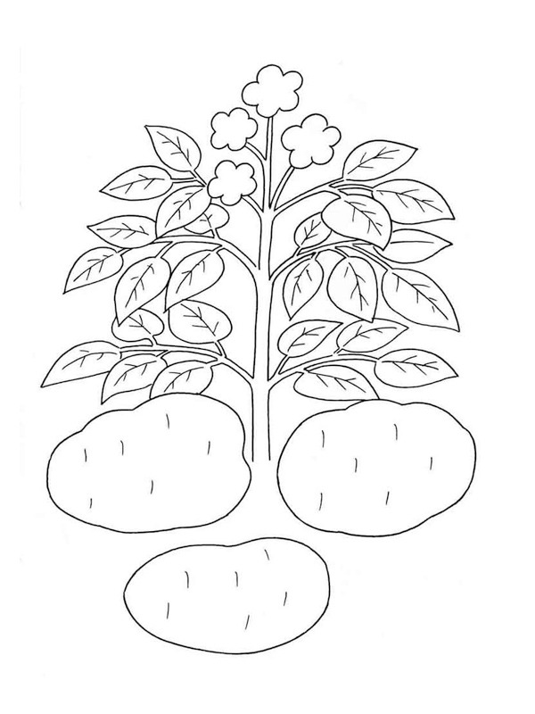 Kartoffelplante Malebogsside