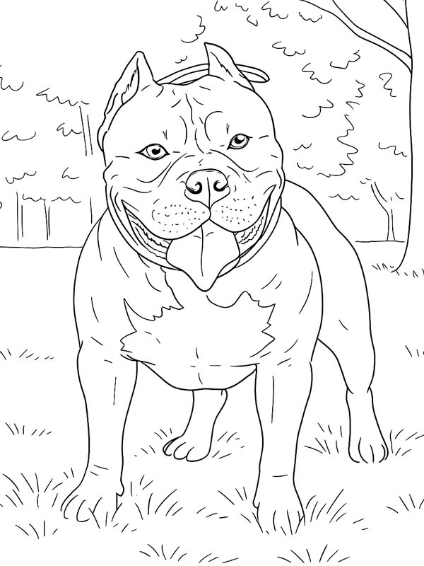 American bully Tegninger American bully Tegninger