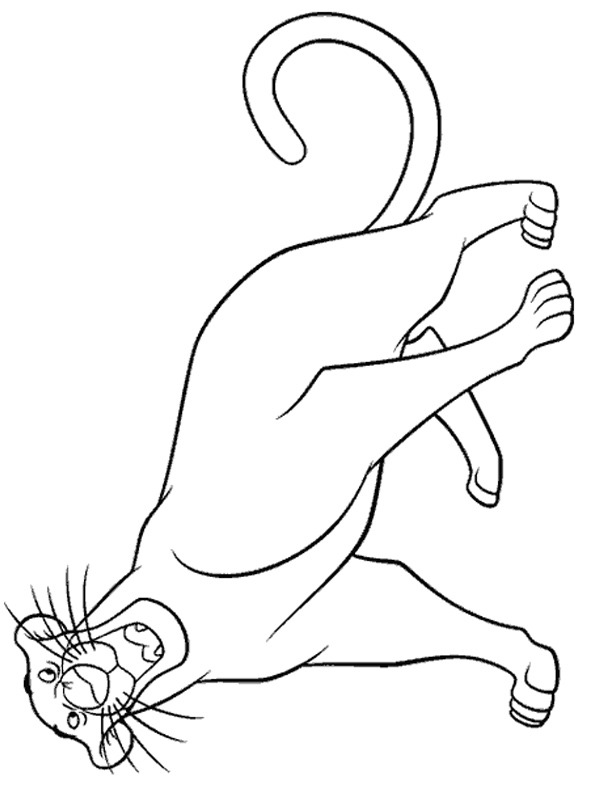 Bagheera Tegninger Bagheera Tegninger