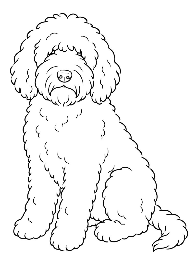 Barbet-hund Tegninger Barbet-hund Tegninger