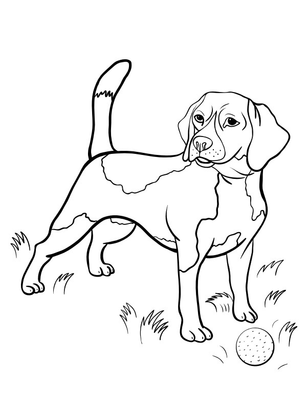 Beagle Tegninger Beagle Tegninger