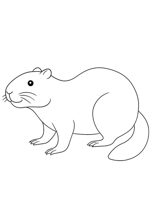 B&aelig;ver Tegninger