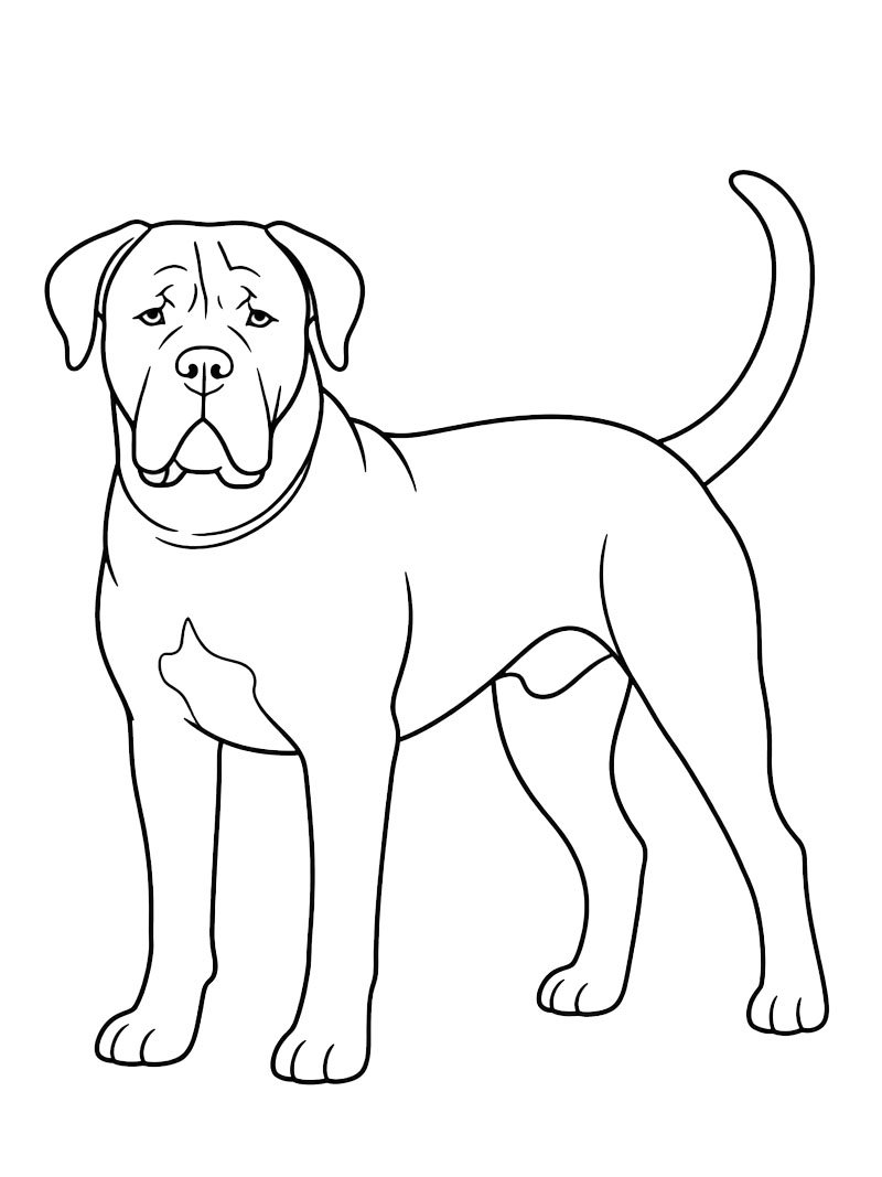 Cane corso Tegninger