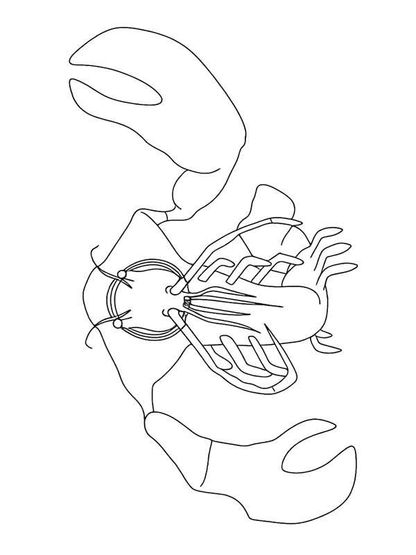 Clawrenzo (Garten of Banban) Tegninger Clawrenzo (Garten of Banban) Tegninger