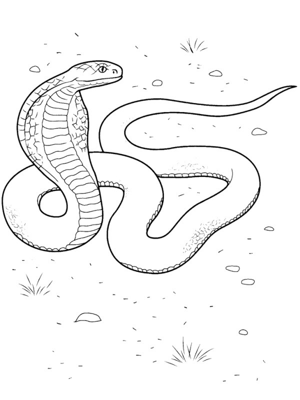 Kobra Malebogsside