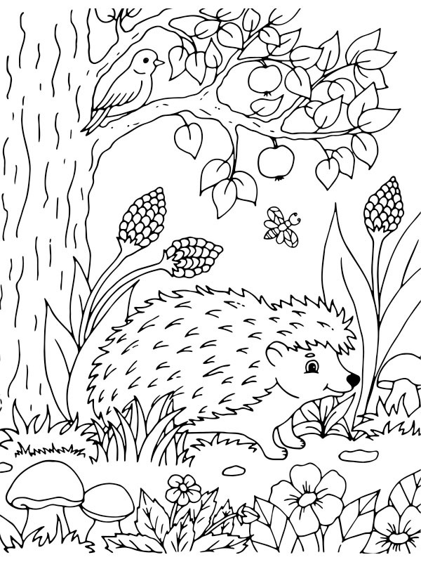 Pindsvin i naturen Tegninger Pindsvin i naturen Tegninger