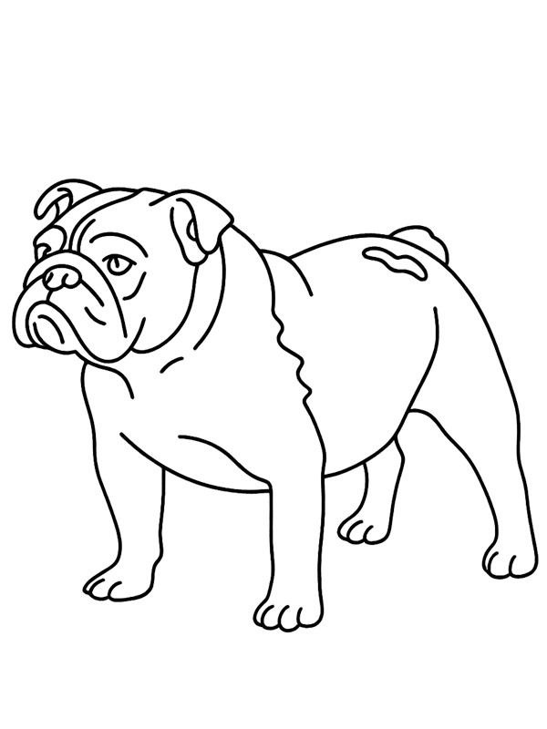 Engelsk bulldog Tegninger Engelsk bulldog Tegninger