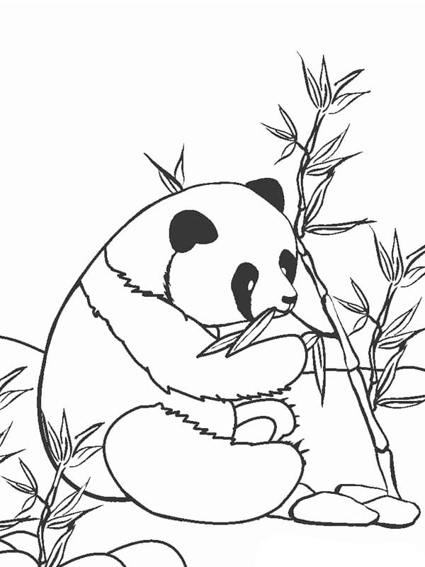 Panda spiser Tegninger Panda spiser Tegninger