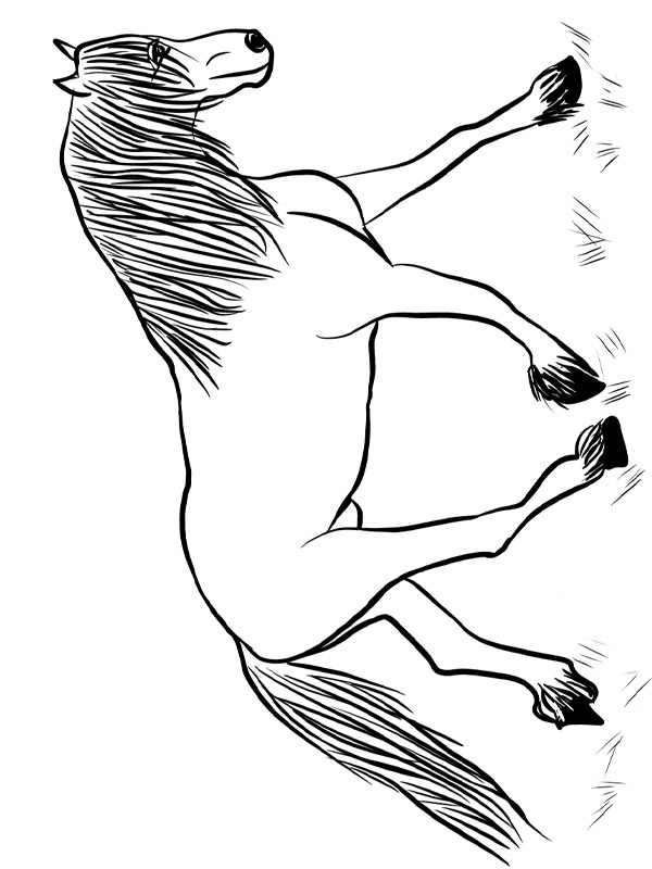 Frisisk hest Tegninger