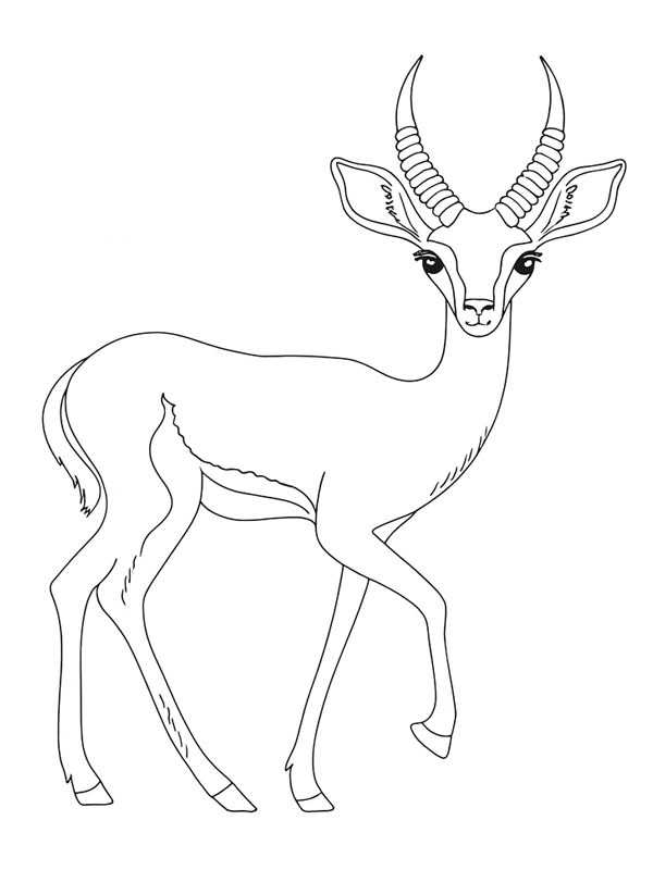 Gazelle Tegninger