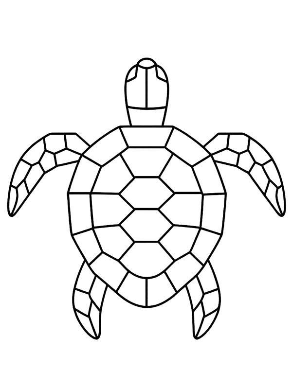 Geometrisk skildpadde Tegninger