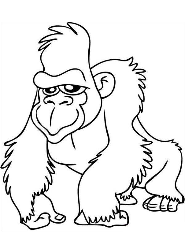 Gorilla Tegninger