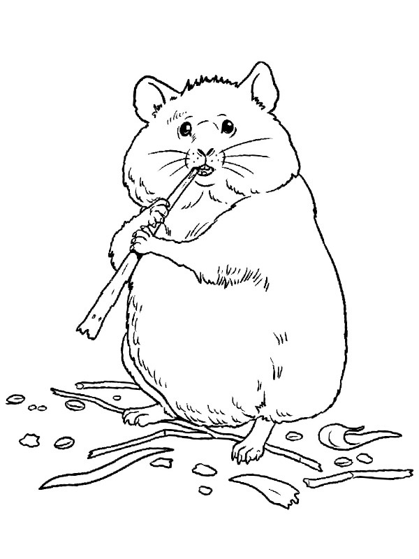 Hamster spiser Tegninger Hamster spiser Tegninger