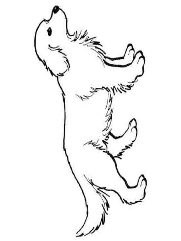Hund Tegninger Hund Tegninger