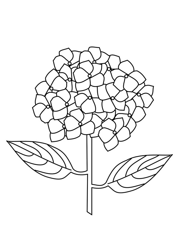 Hortensia Tegninger Hortensia Tegninger