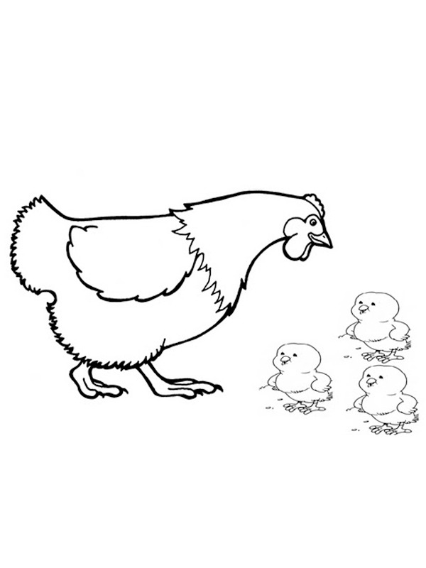 Hane med kyllinger Tegninger