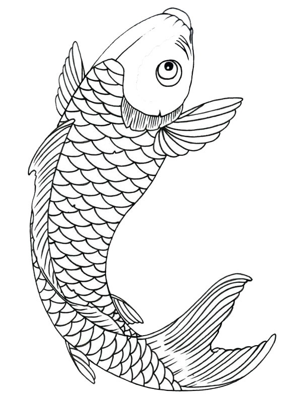 Koifisk Tegninger Koifisk Tegninger