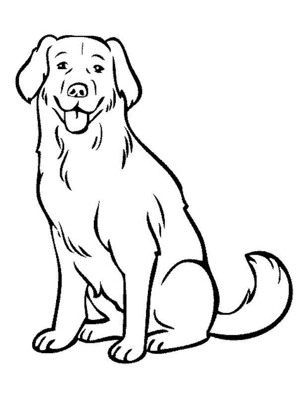 Labrador hund Tegninger Labrador hund Tegninger